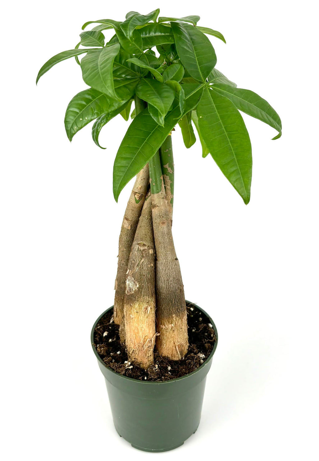 Potted braided money tree with visible roots on a white background