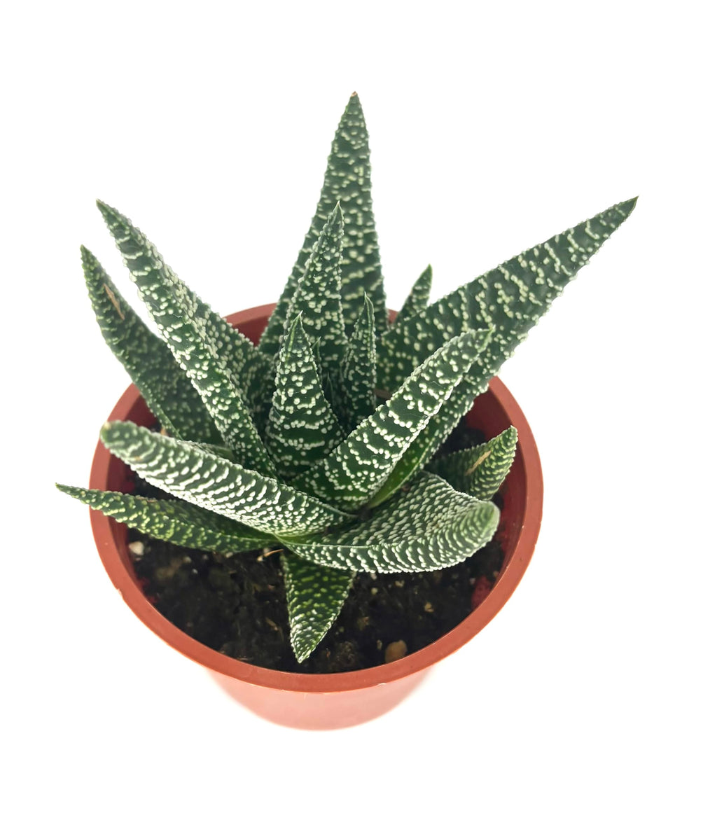 Potted Gasteraloe Okavango succulent plant with patterned leaves on a white background
