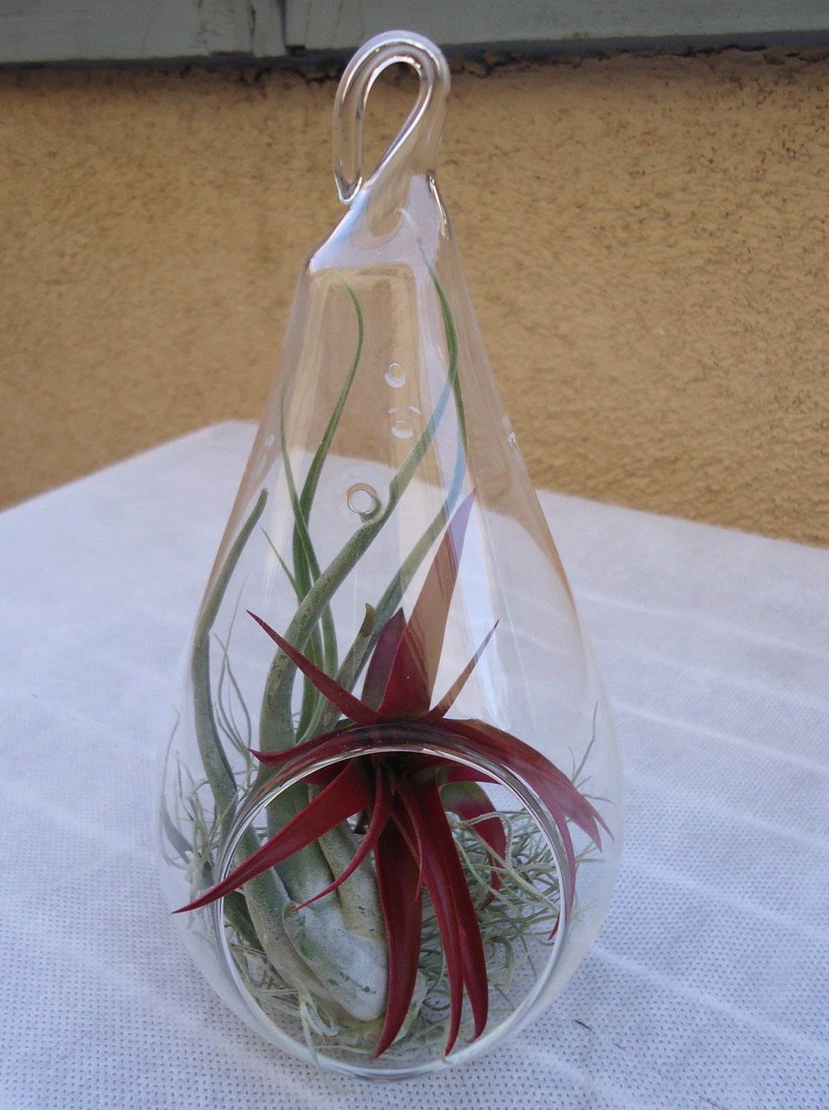 7.25" Glass Teardrop Plant Orb/Terrarium