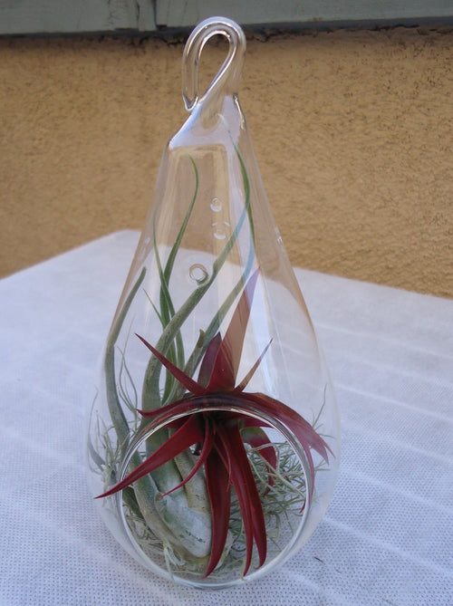 7.25" Glass Teardrop Plant Orb/Terrarium