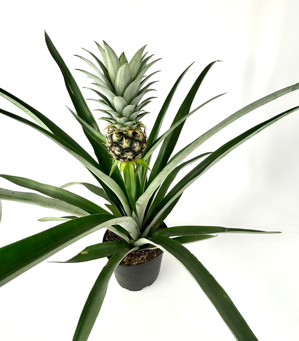 Potted pineapple plant with a pineapple fruit on a white background