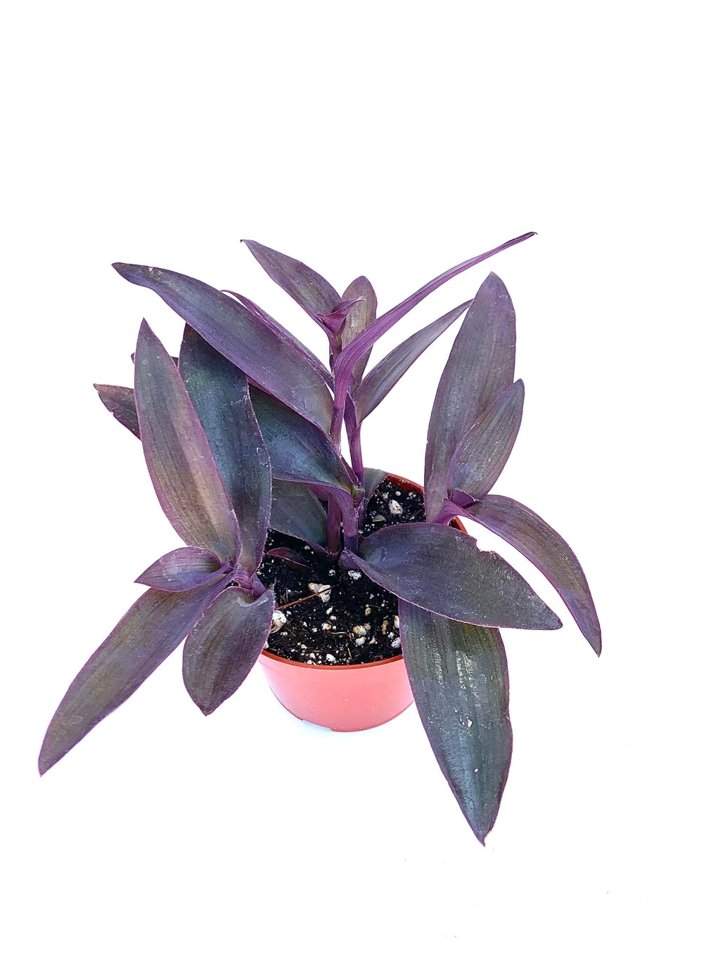 Tradescantia Purple Heart plant shown from the front with deep purple leaves and upright stems

