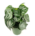 Potted plant with green leaves on a white background