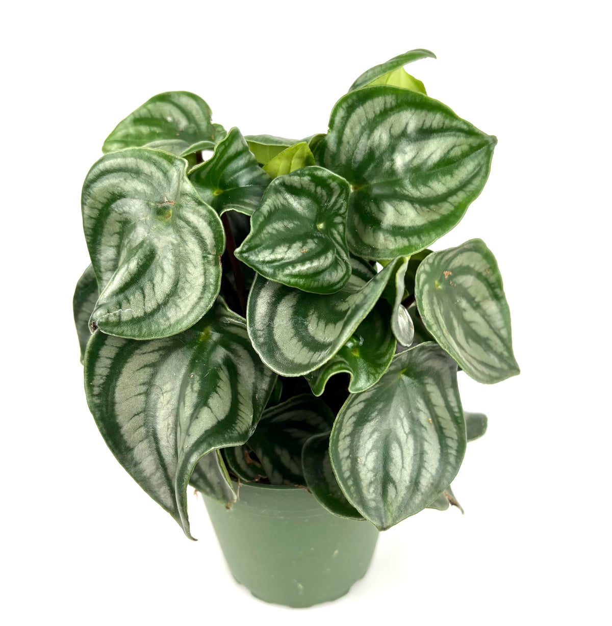 Potted plant with green leaves on a white background
