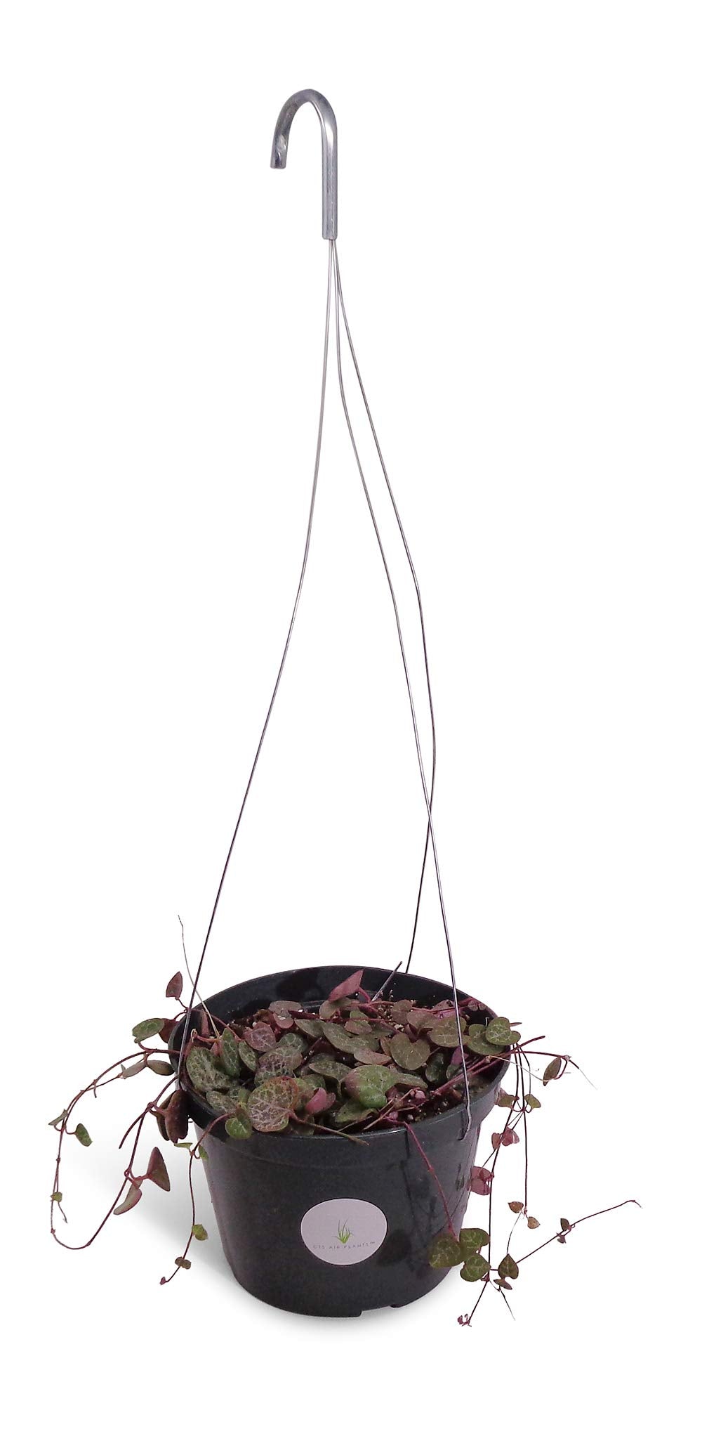 Potted plant with a hanging basket on a white background