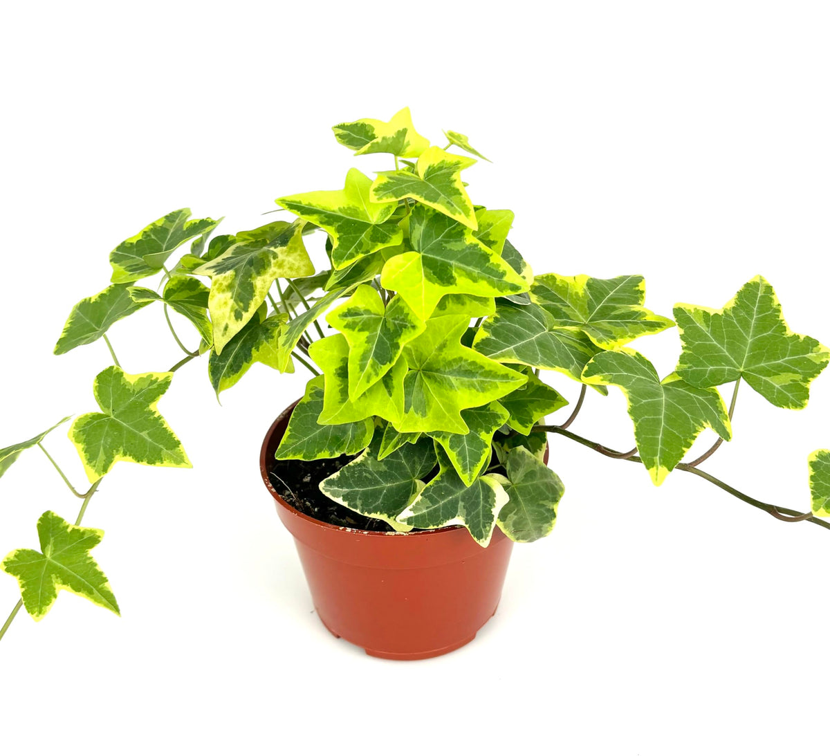 Potted ivy plant with green leaves on a white background