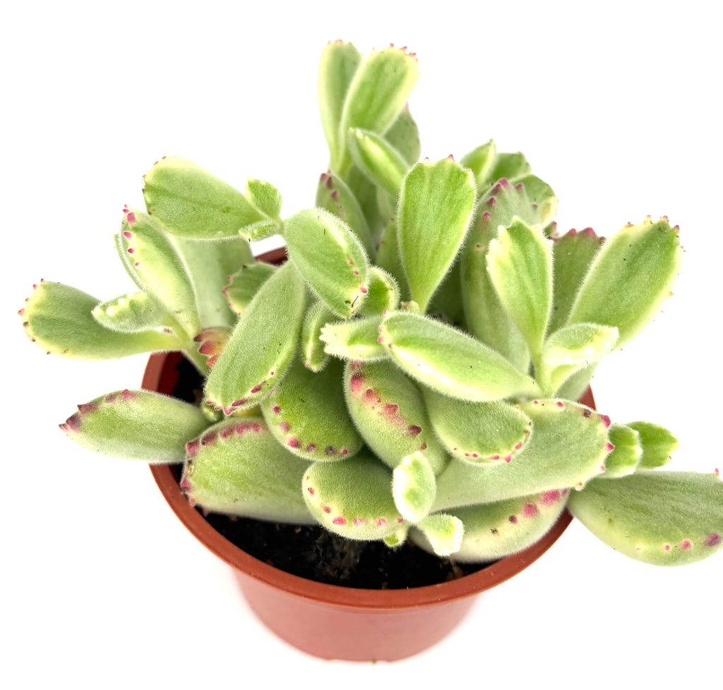 Variegated Cubs Paw Cluster Cotyledon Ladismithiensis Variegata, Live Succulent Plant, 4" Pot, Green Yellow Pink