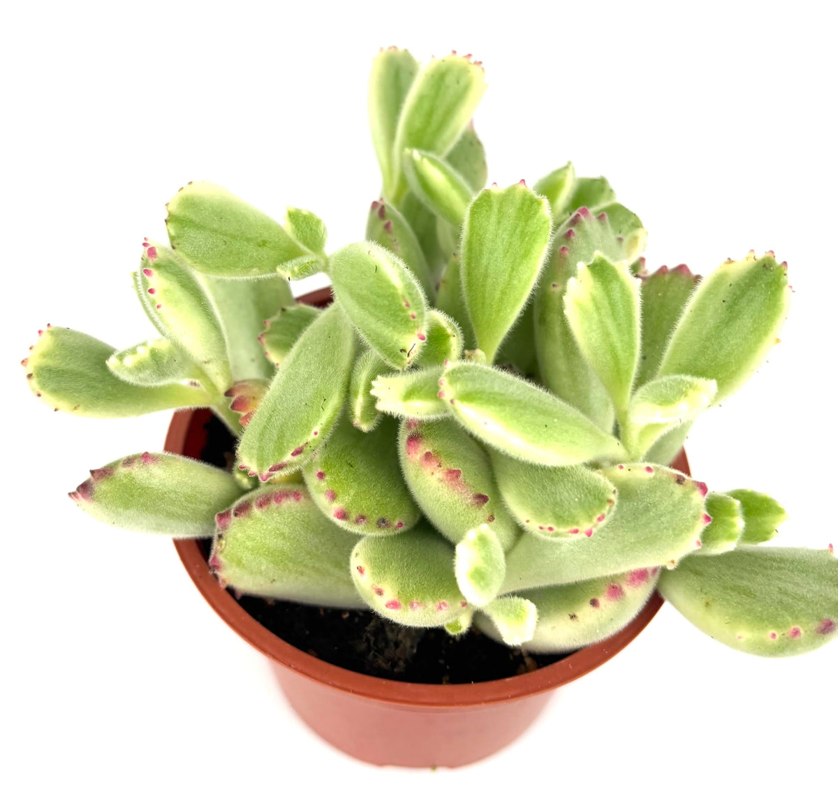 Variegated Cubs Paw Cluster Cotyledon Ladismithiensis Variegata, Live Succulent Plant, 4" Pot, Green Yellow Pink