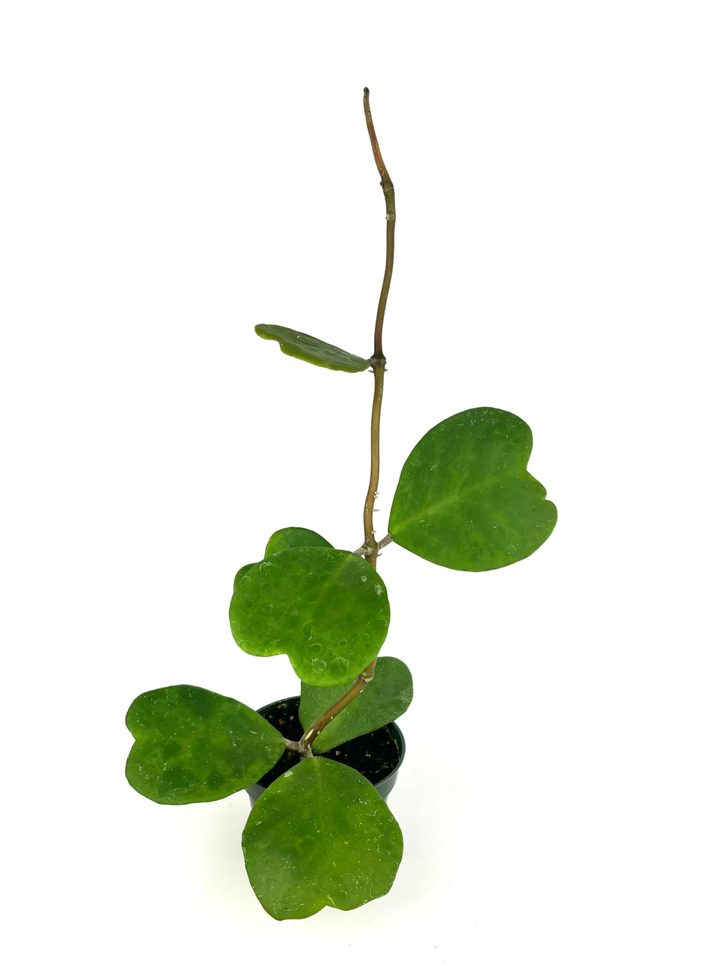 Small potted plant with heart-shaped leaves on a white background