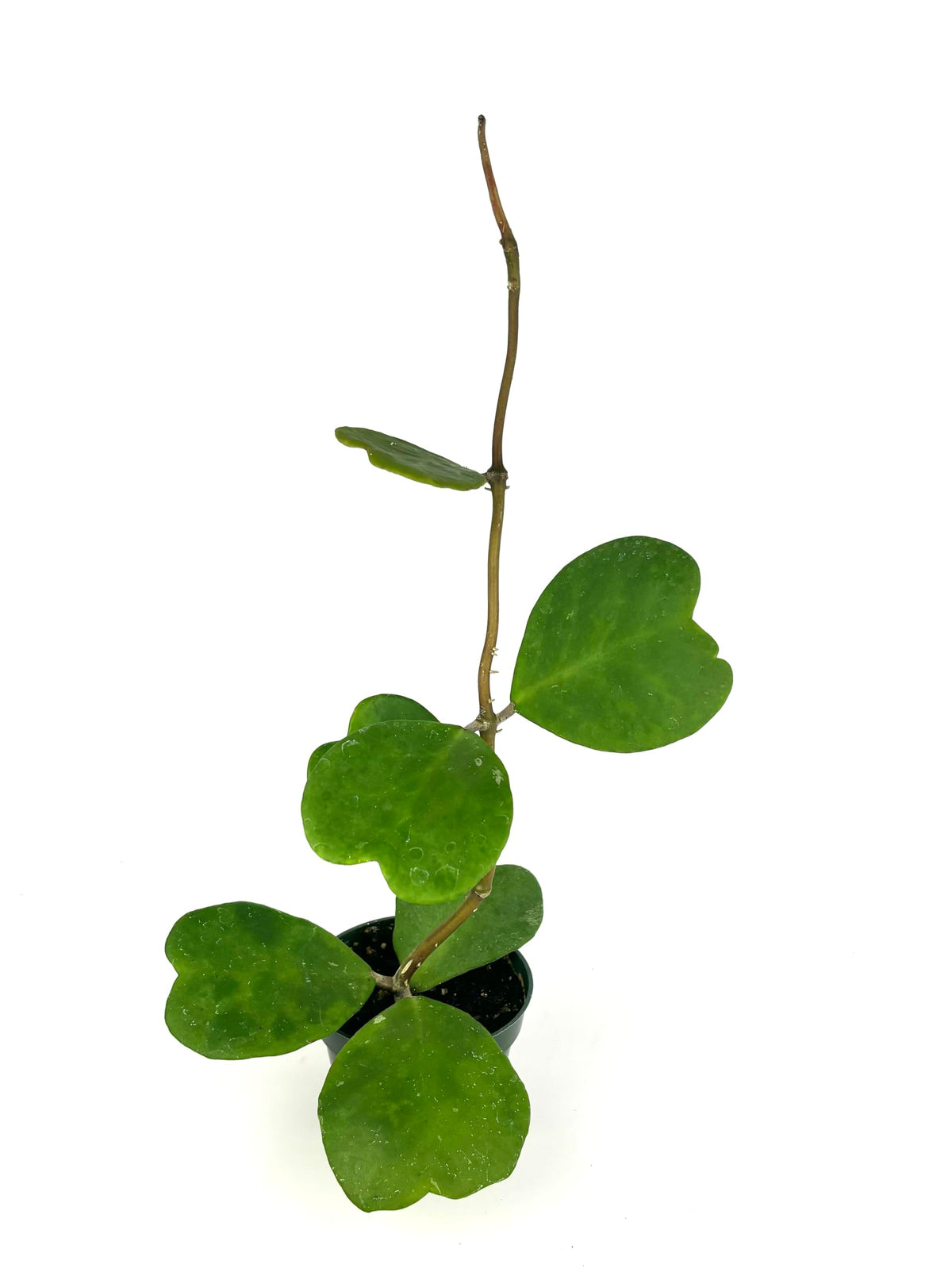 Small potted plant with heart-shaped leaves on a white background