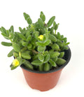 Potted Delosperma echinatum Pickle Plant succulent plant with yellow flowers on a white background