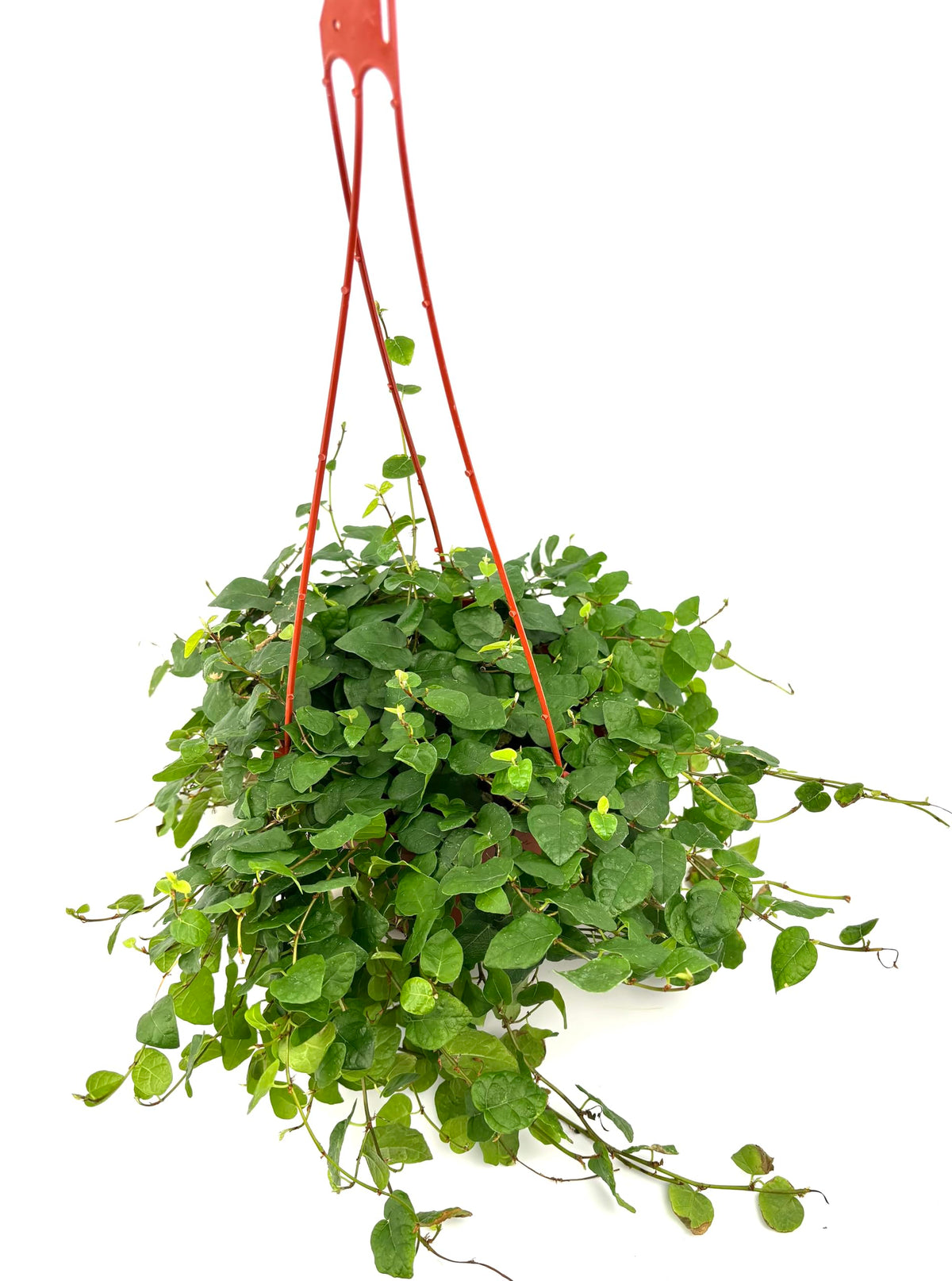 Hanging green plant with red hanging basket on a white background
