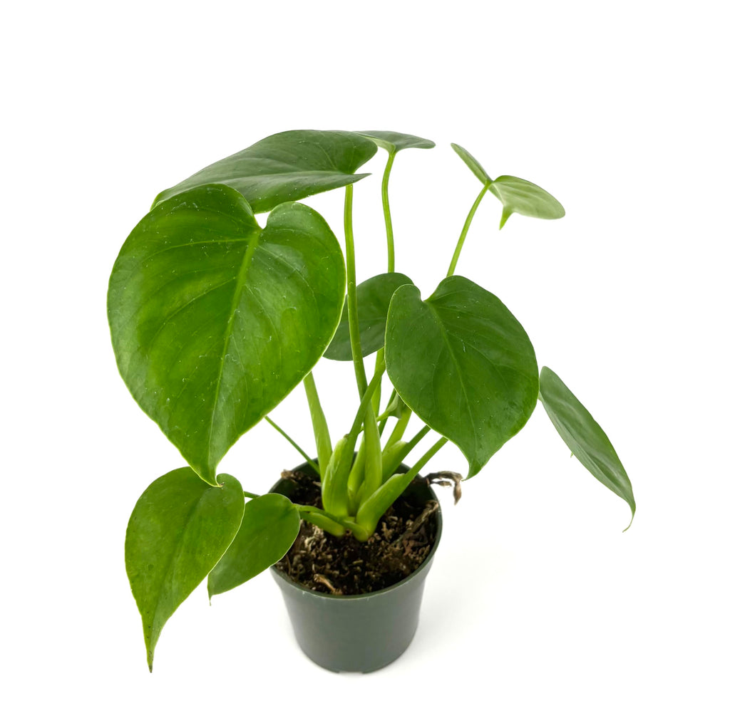 Potted monstera deliciosa plant with heart-shaped leaves on a white background