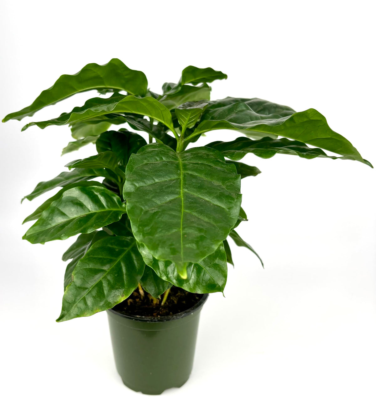 Potted plant with large green leaves on a white background