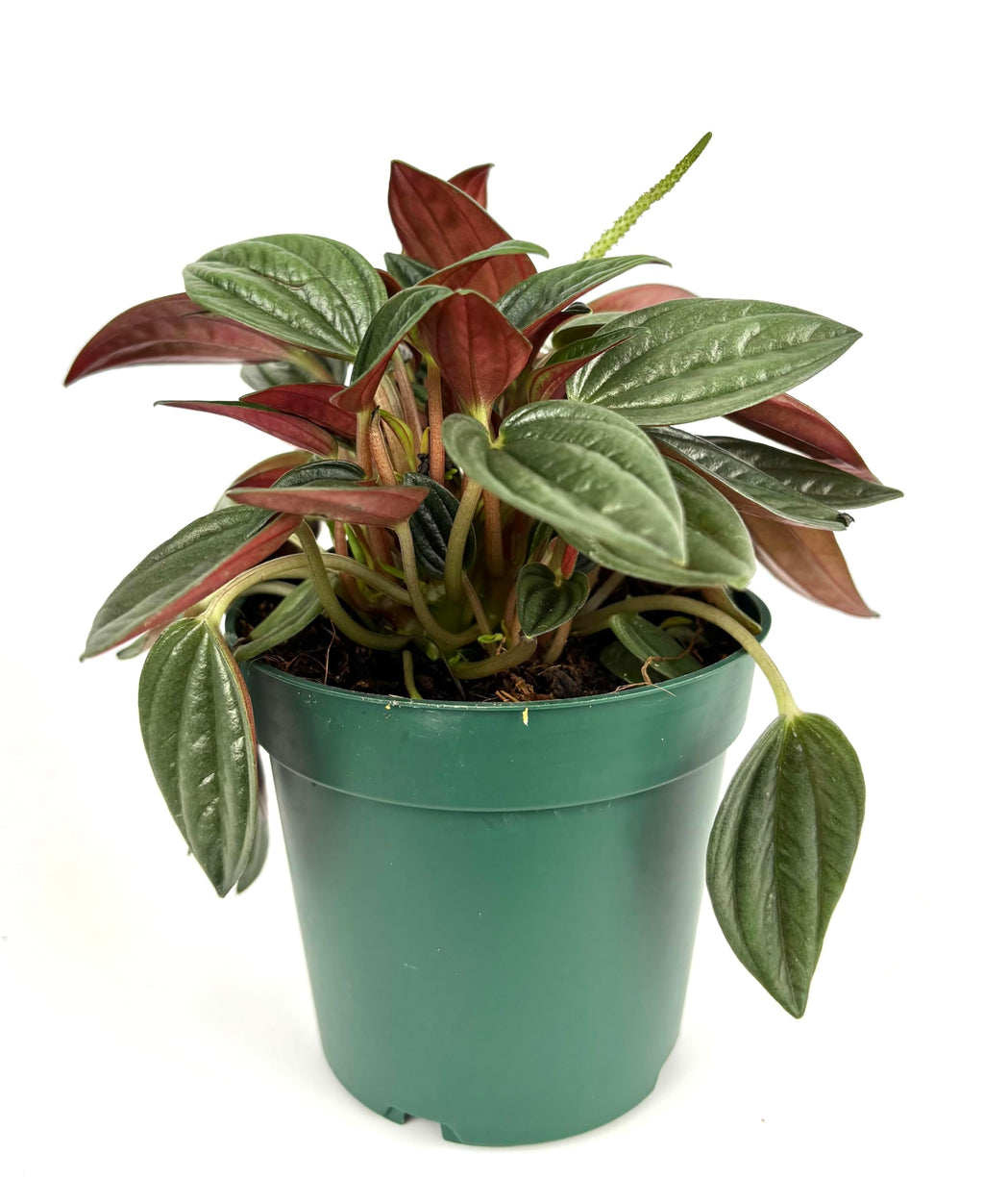 Potted plant with green and red leaves on a white background