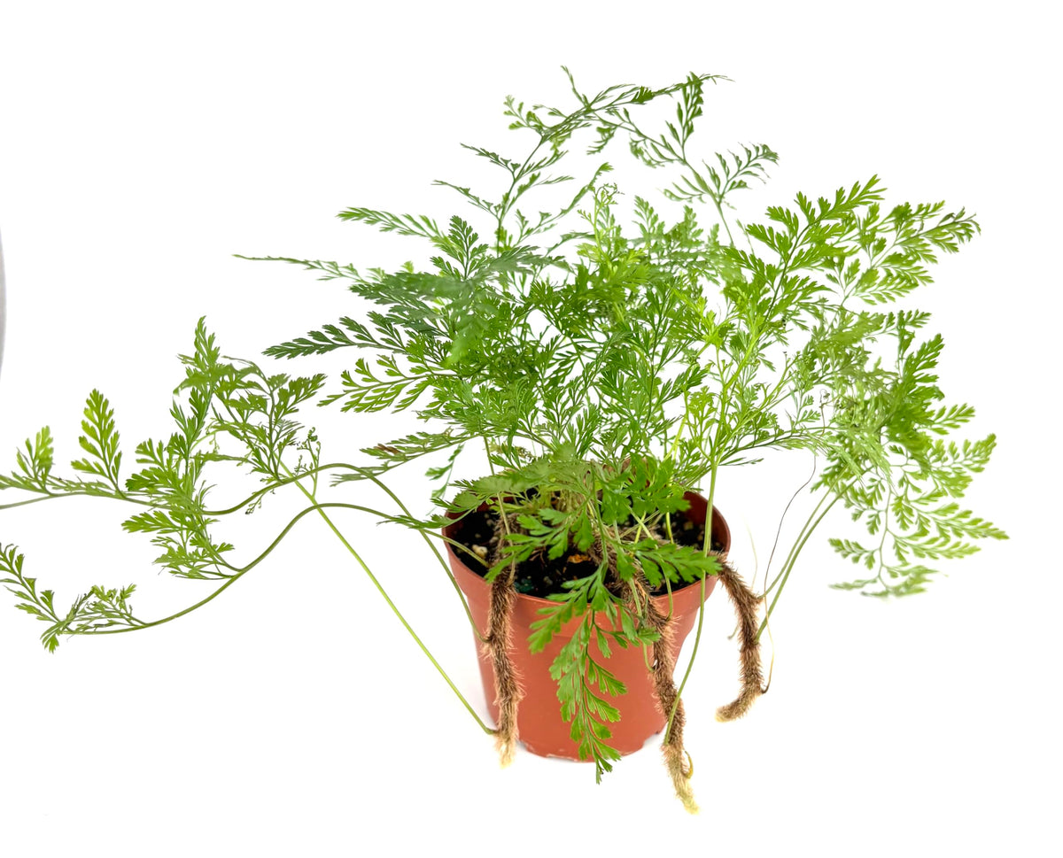 Potted plant with green leaves on a white background