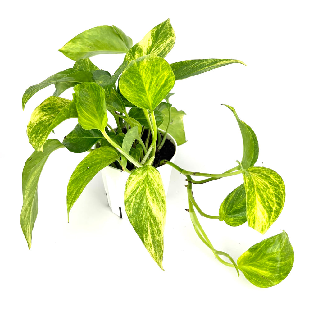 Neon Queen Pothos, Epipremnum Aureum, Air Purifying House Plant, 4 Inch Pot, Green Variegated Foliage