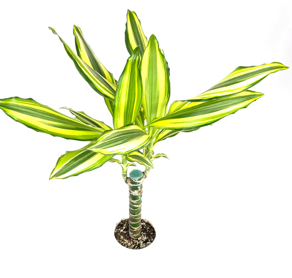 Dracaena Sol Cane, Live Potted House Plant, Green and Yellow Variegated Foliage, Air Purifying, 4 Inch Pot
