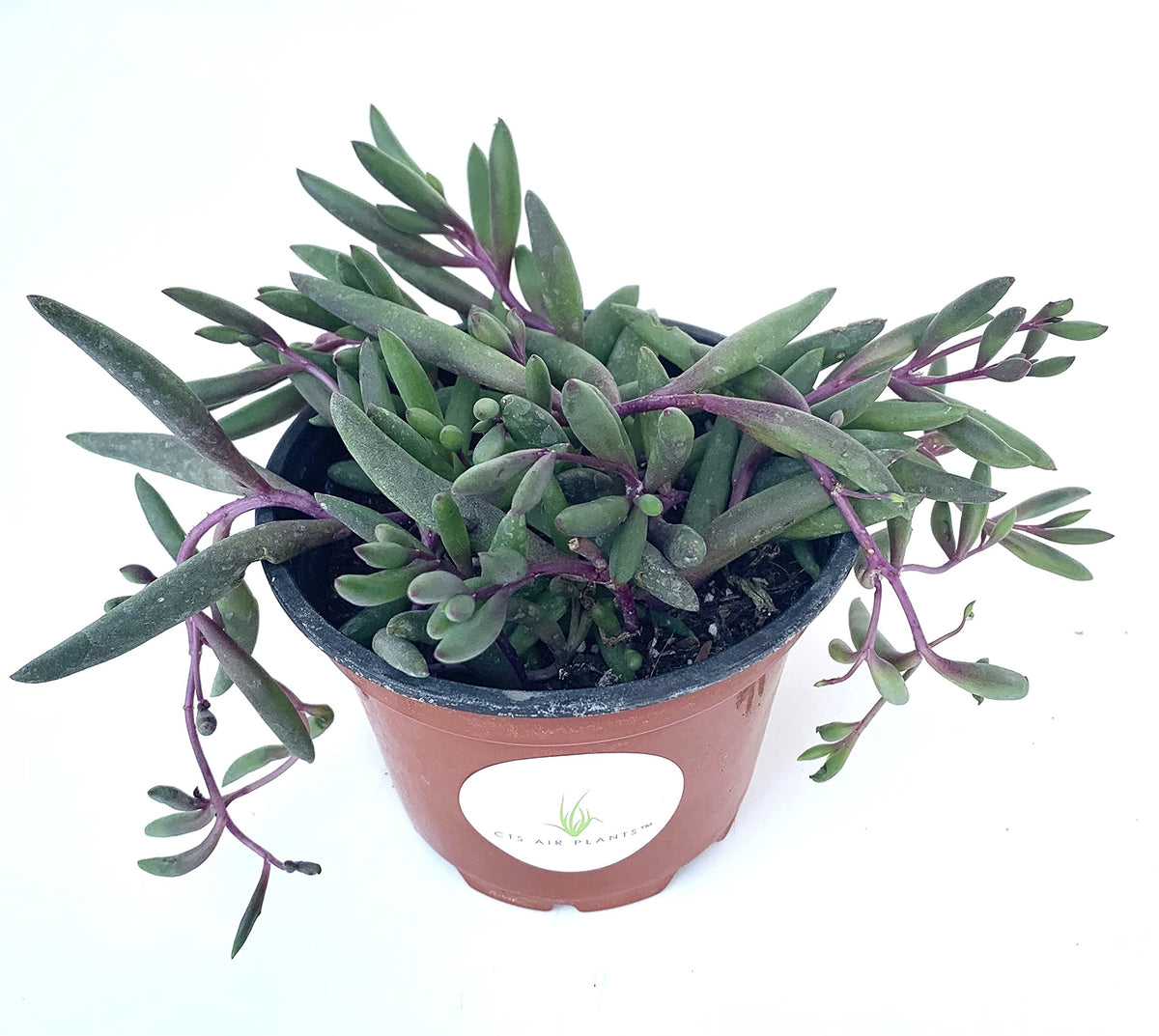 String of Pickles Succulents Ruby Beads Othonna Capensis Rooted in 4" Pot