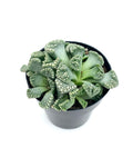 Titanopsis Calcarea Mimicry Succulent, 2.5" Pot