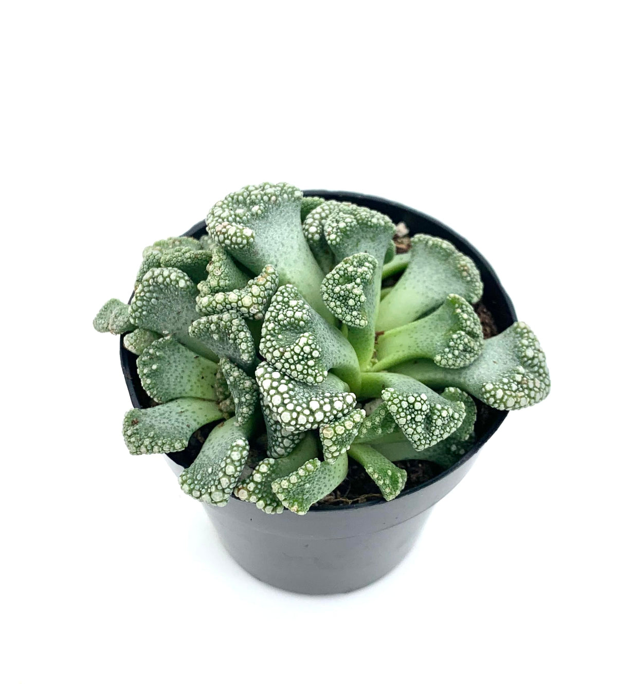Titanopsis Calcarea Mimicry Succulent, 2.5" Pot
