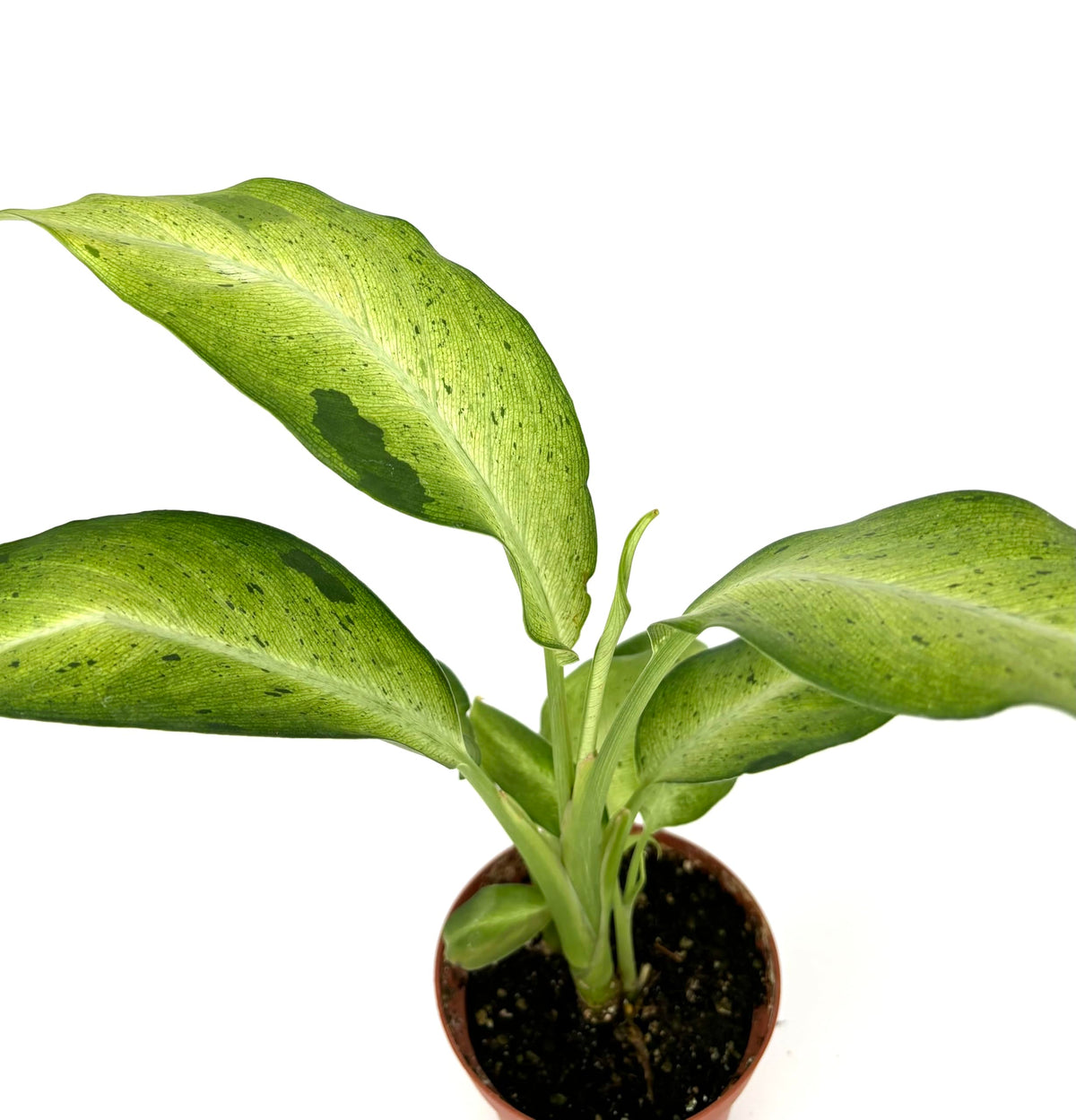 Potted plant with green leaves on a white background