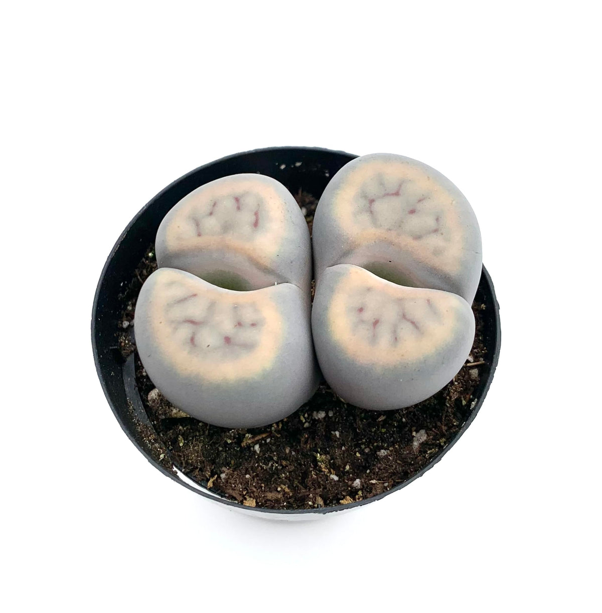 Lithops Succulents Live Potted in 2.5" Pot