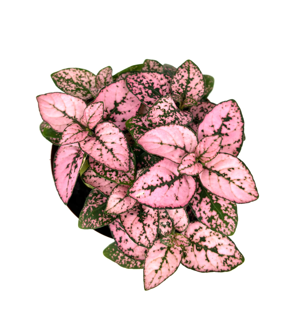 Pink and green polka dot plant on a white background
