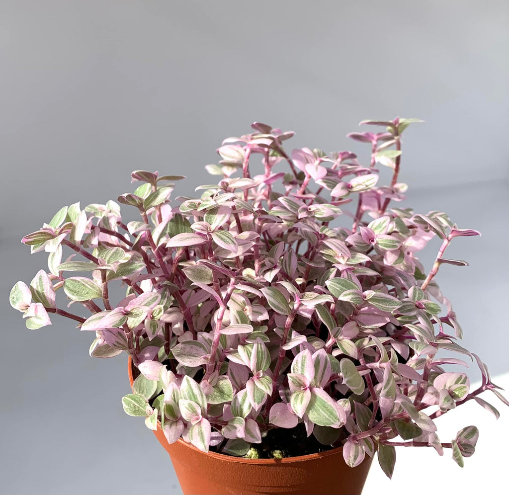 Potted plant with pink and green leaves on a gray background
