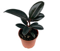 Potted ficus burgundy plant with dark green leaves on a white background