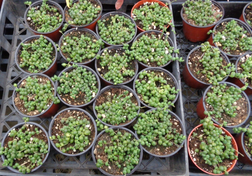 String of Pearls Succulents Senecio Rowleyanus