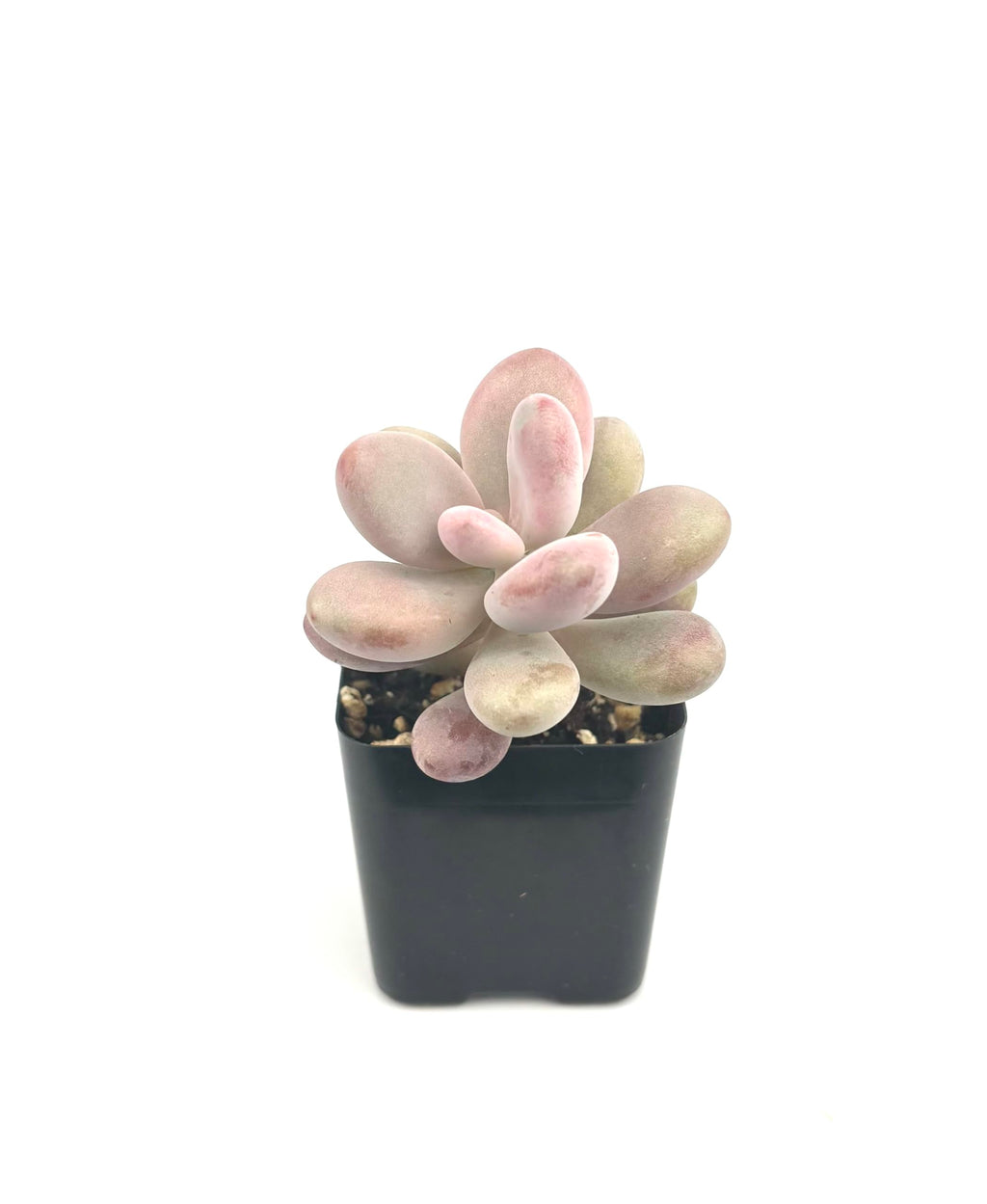 Potted Pink Moonstone succulent plant with pink and green leaves on a white background