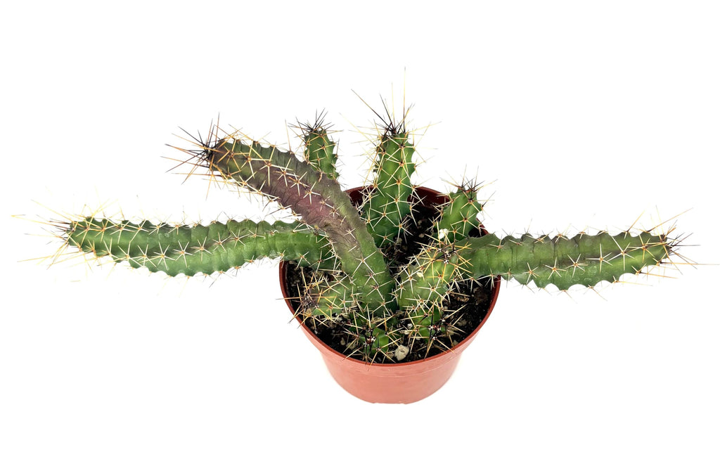 Lady Finger Cactus Echinocereus Pentalophus, Green and Purple, 4 Inch Pot, Live Plant