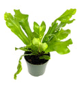 Potted bird nest fern on a white background