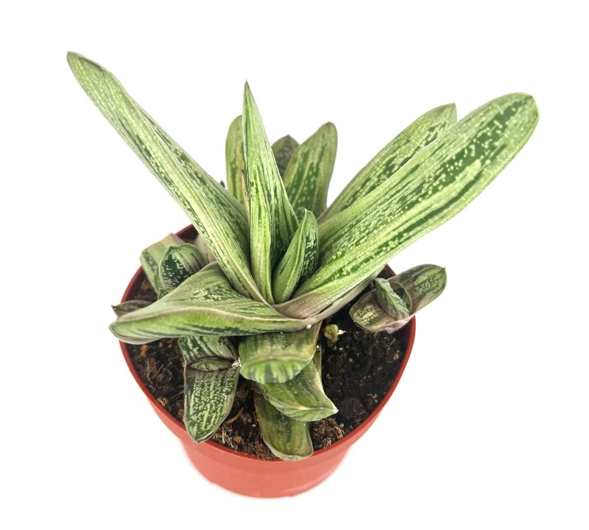 Gasteria Little Warty Ox Tongue Succulent, Green, 4" Pot, Low Maintenance Indoor Plant
