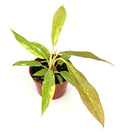 Potted philodendron ring of fire plant with green leaves on a white background