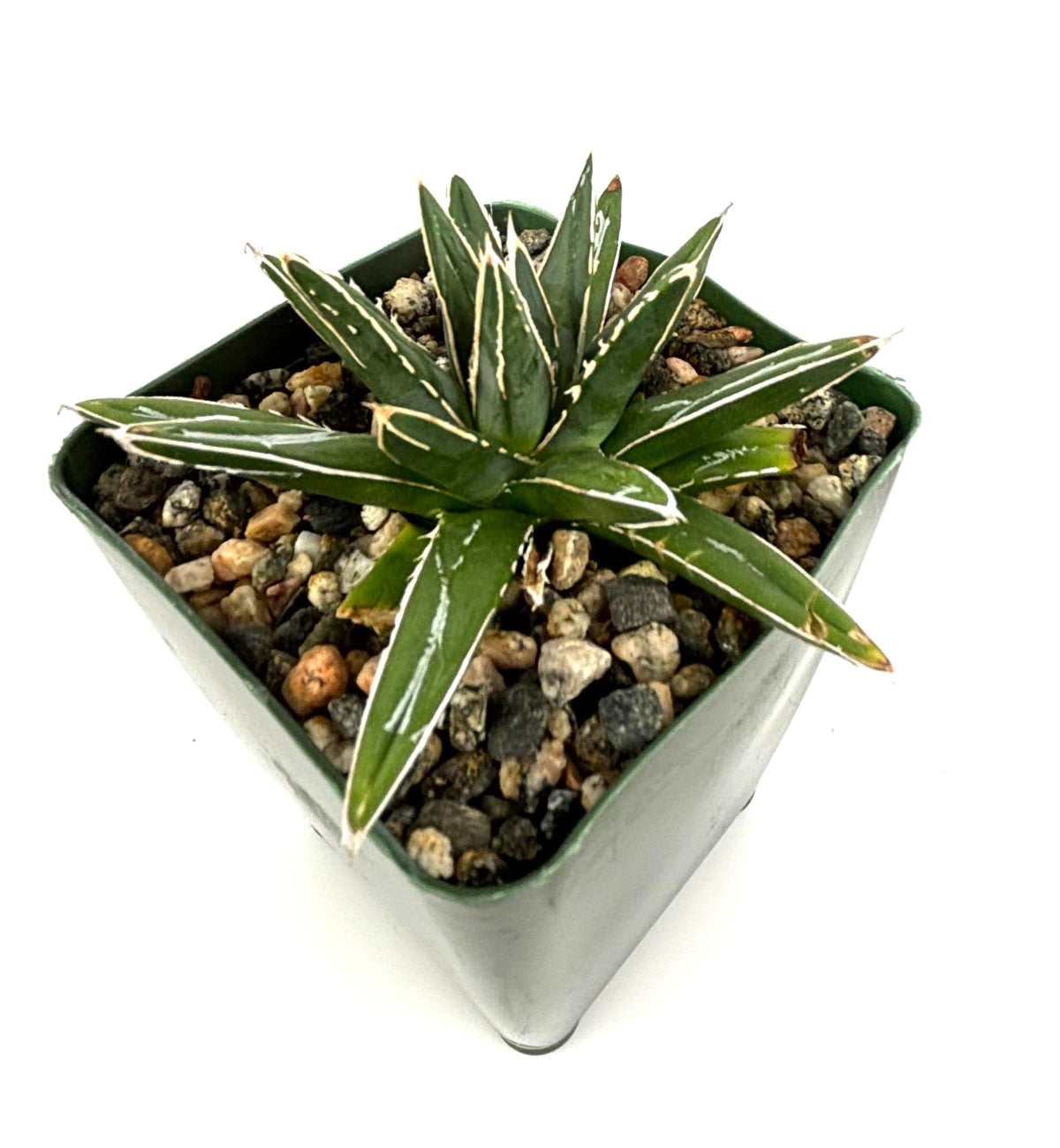 Small Porcupine Agave succulent plant in a square pot with decorative pebbles on a white background