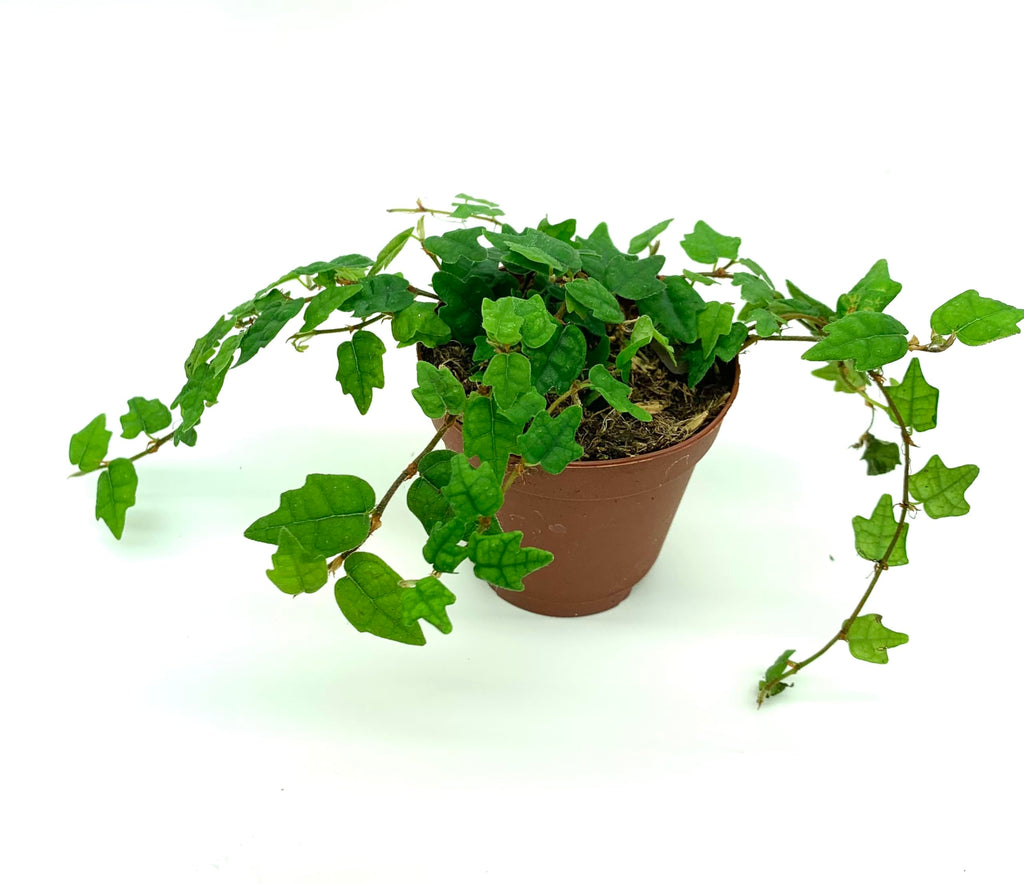 Potted green plant on a white background