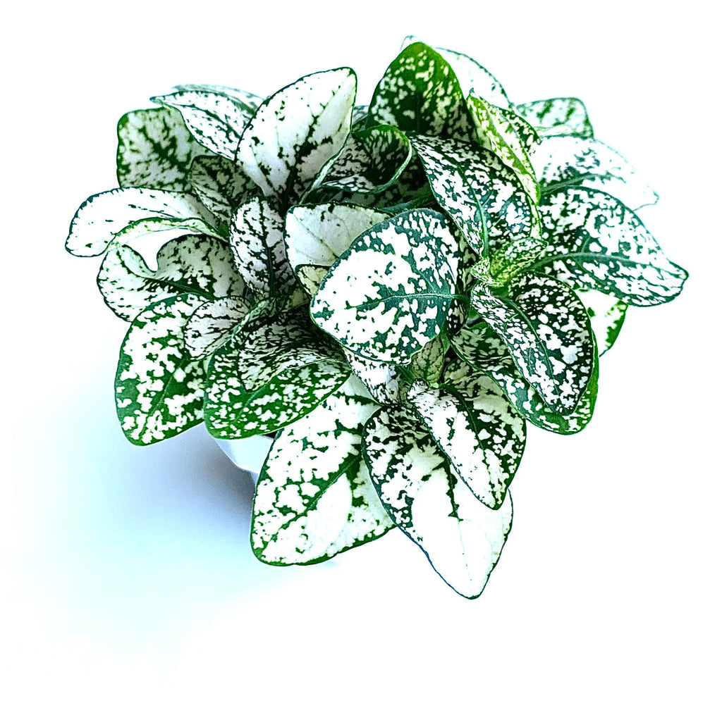 Hypoestes White Splash Green and white polka dot plant on a white background