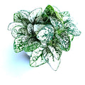 Hypoestes White Splash Green and white polka dot plant on a white background