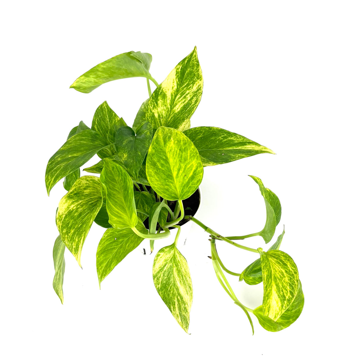 Neon Queen Pothos, Epipremnum Aureum, Air Purifying House Plant, 4 Inch Pot, Green Variegated Foliage