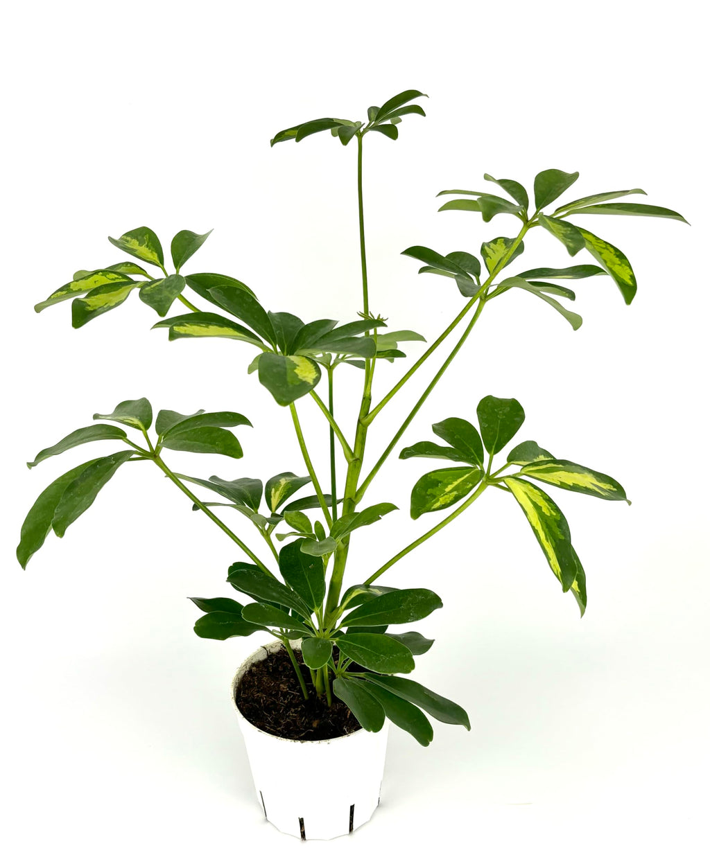 Potted umbrella tree plant with green leaves on a white background