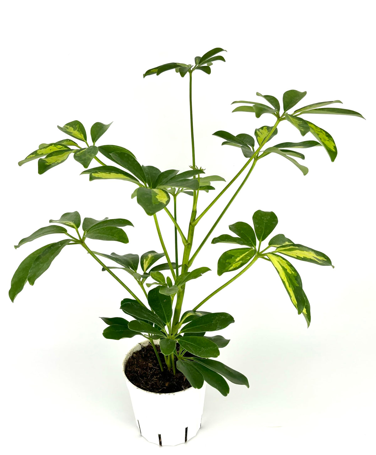 Potted umbrella tree plant with green leaves on a white background