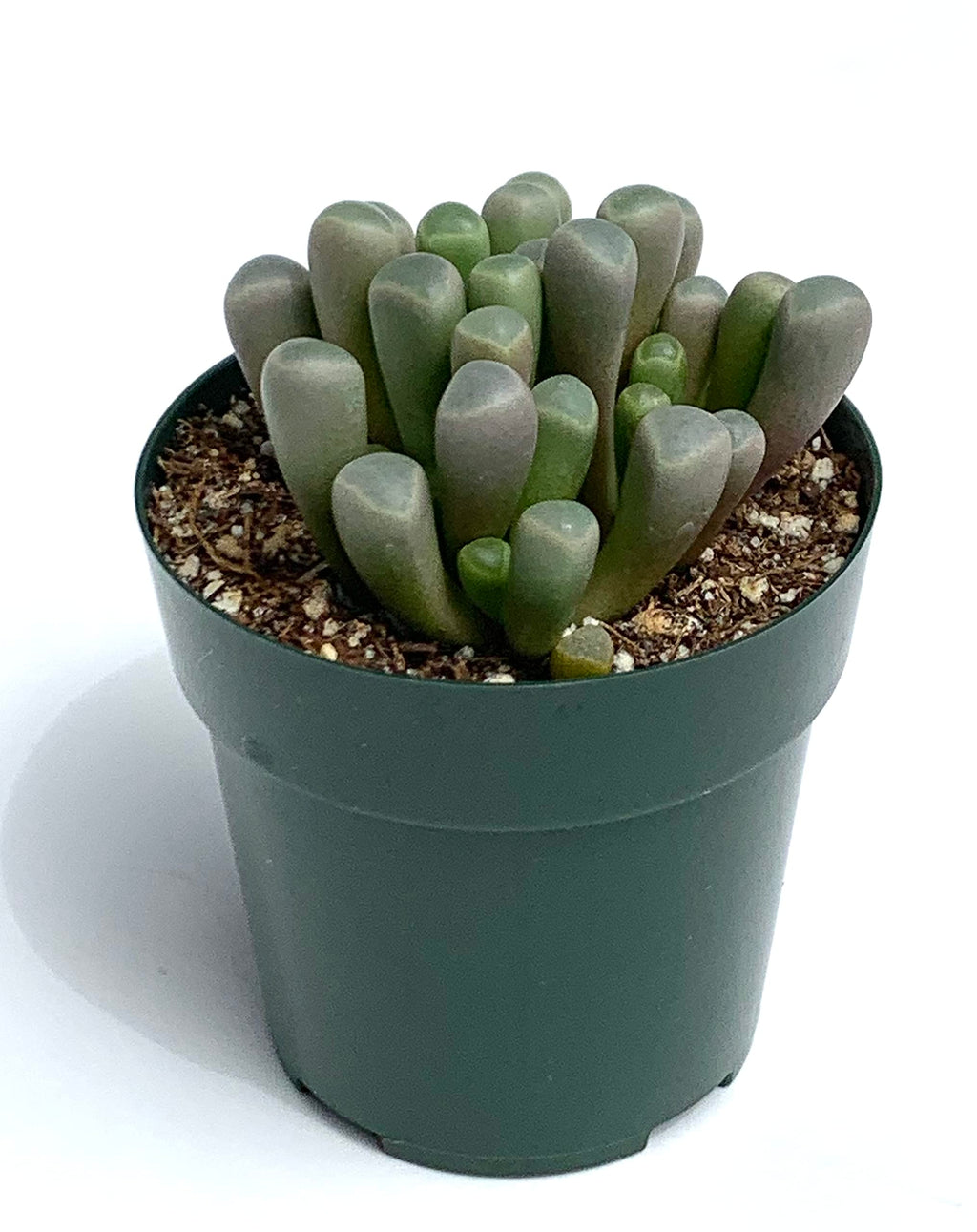 Potted baby toes succulent plant with green leaves on a white background