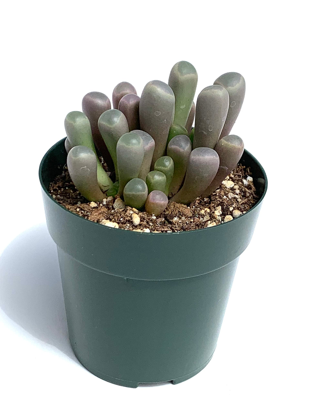 Potted baby toes succulent plant with green and purple leaves on a white background