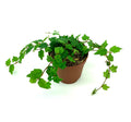 Potted string of frogs plant with green leaves on a white background
