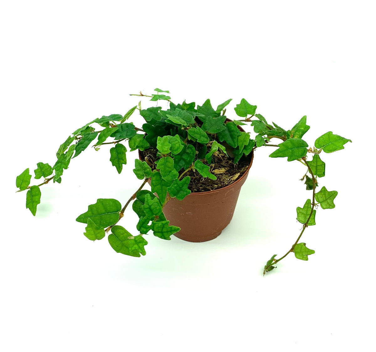 Potted string of frogs plant with green leaves on a white background