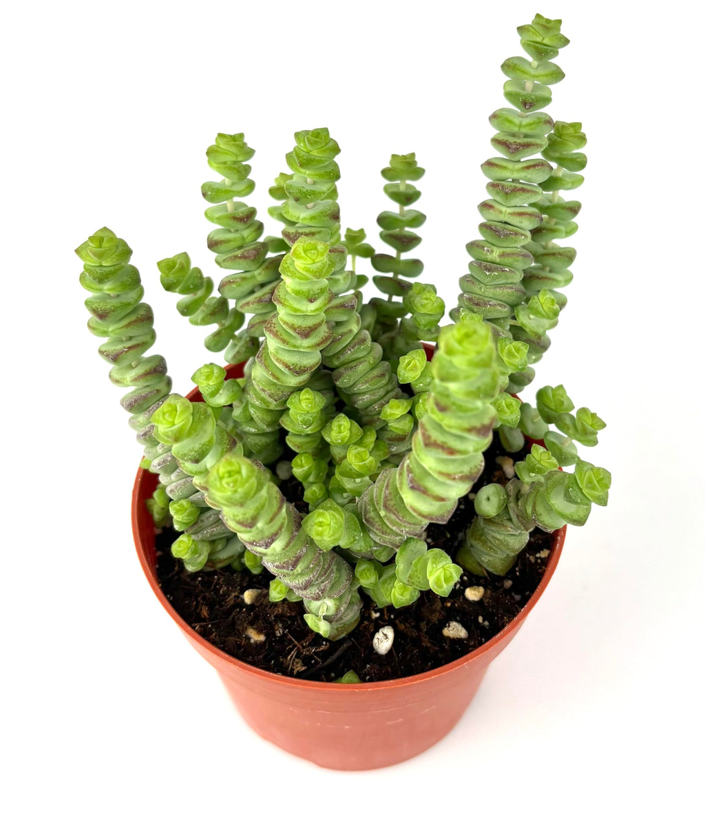 Potted Baby Necklace Crassula succulent plant with twisted green leaves on a white background