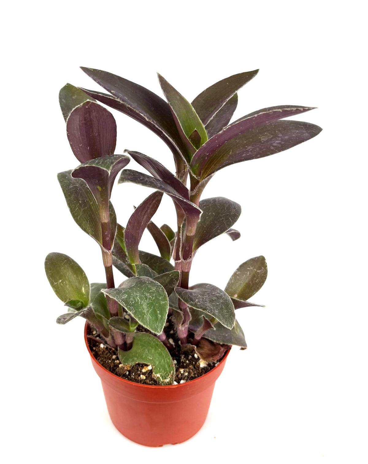 Potted tradescantia pale puma plant with purple and green leaves on a white background