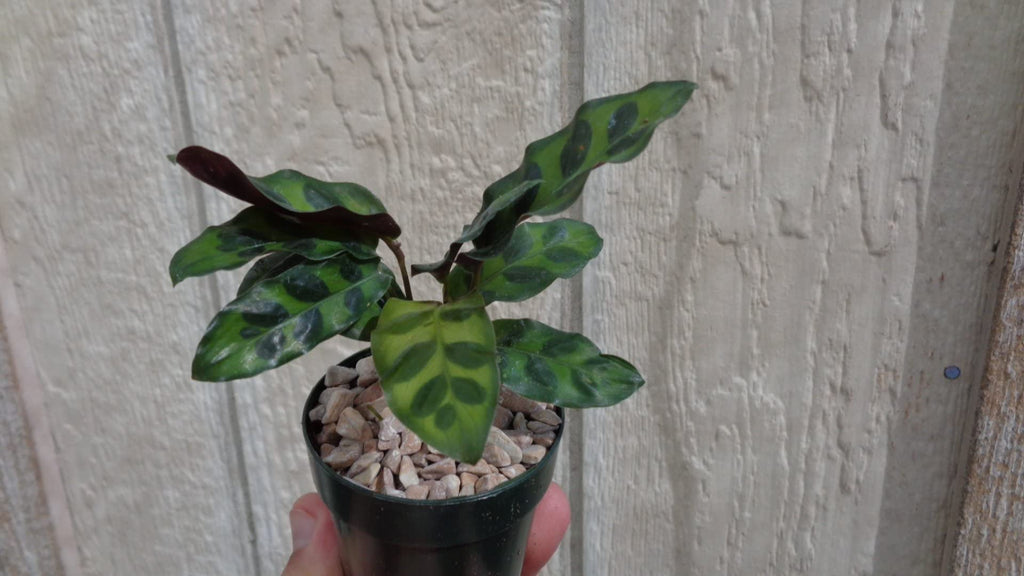 Potted plant held in front of a textured wall